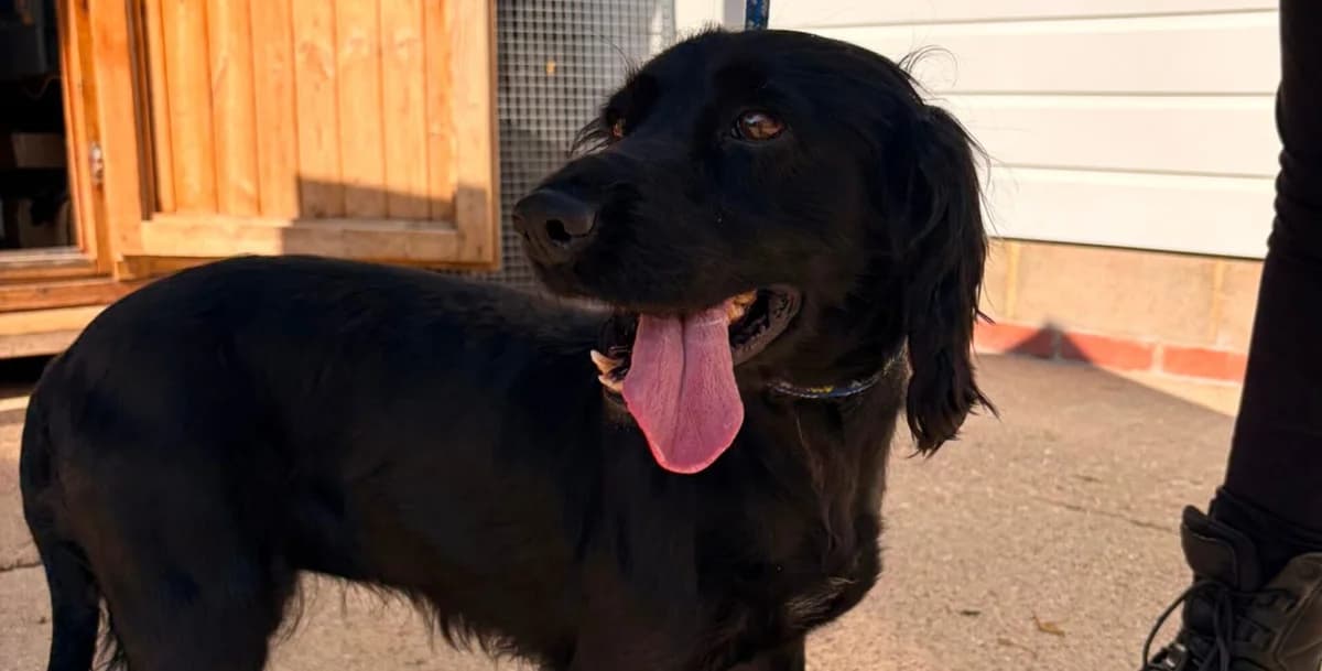 Melanie, female 6yo Cocker Spaniel for adoption at All Dogs Matter, London