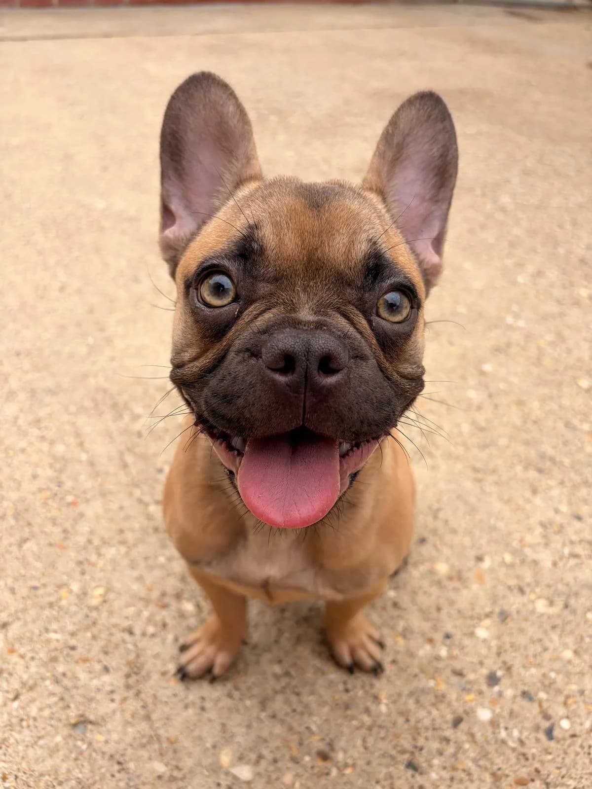 Mitzi, female senior English Bulldog for adoption at All Dogs Matter, London