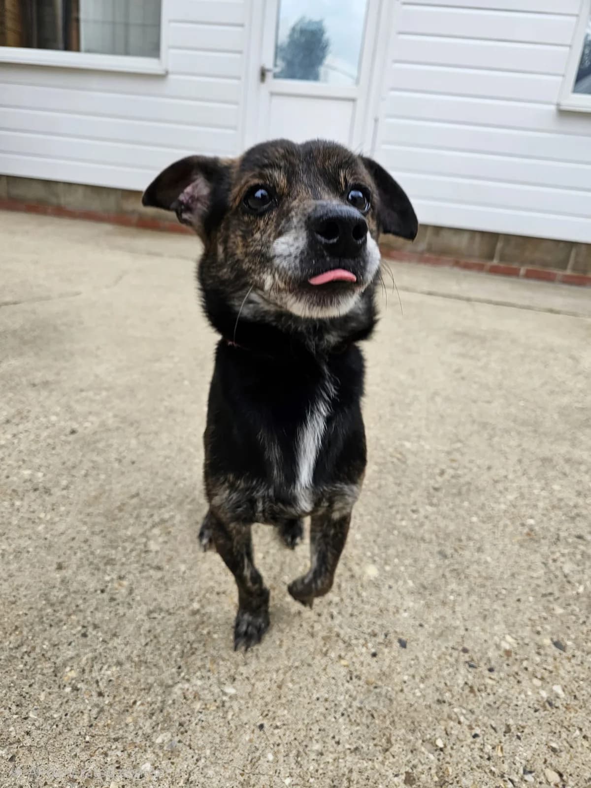 Monty,  (All Dogs Matter)