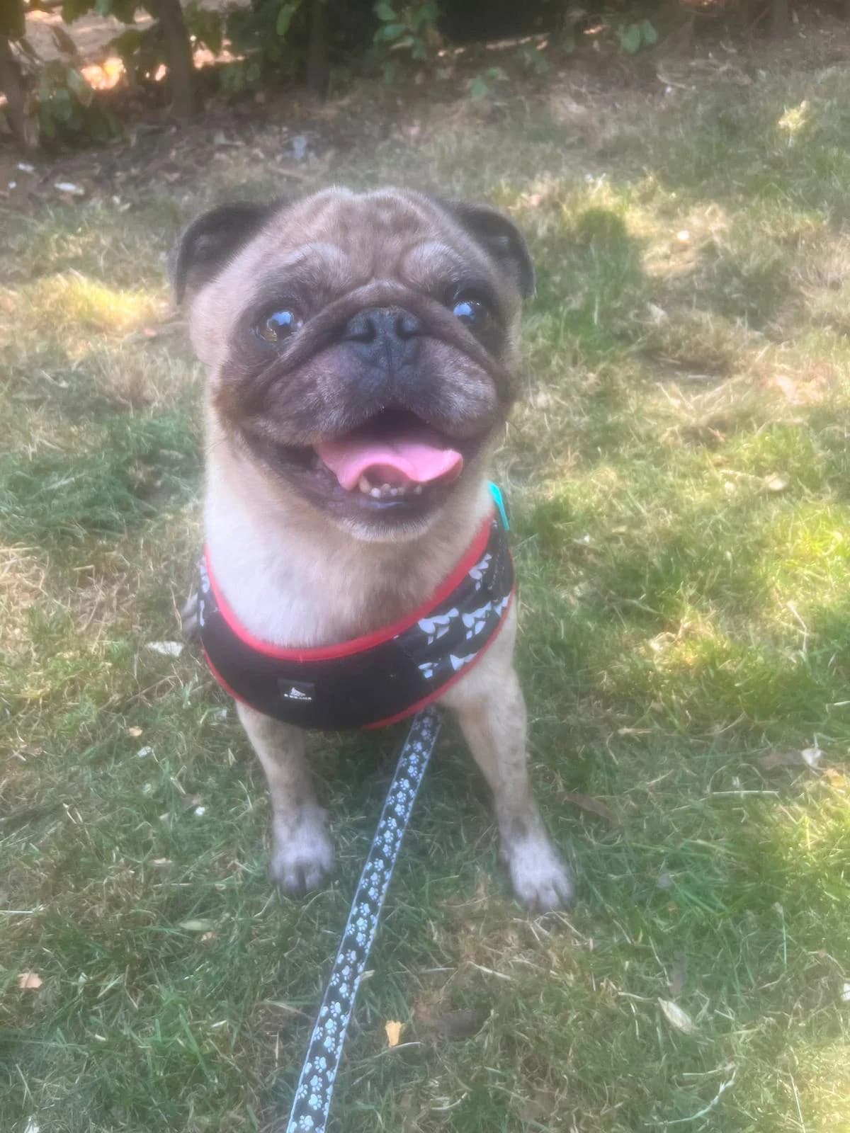 Muffin, female young Pug for adoption at All Dogs Matter, London