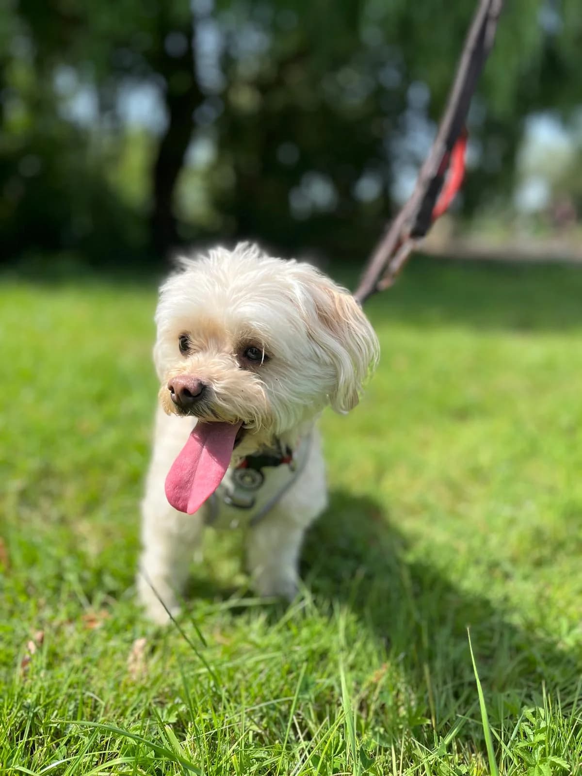 Myla, Maltese (All Dogs Matter)
