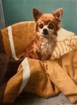 Na’vi, female senior Chihuahua for adoption at All Dogs Matter, London