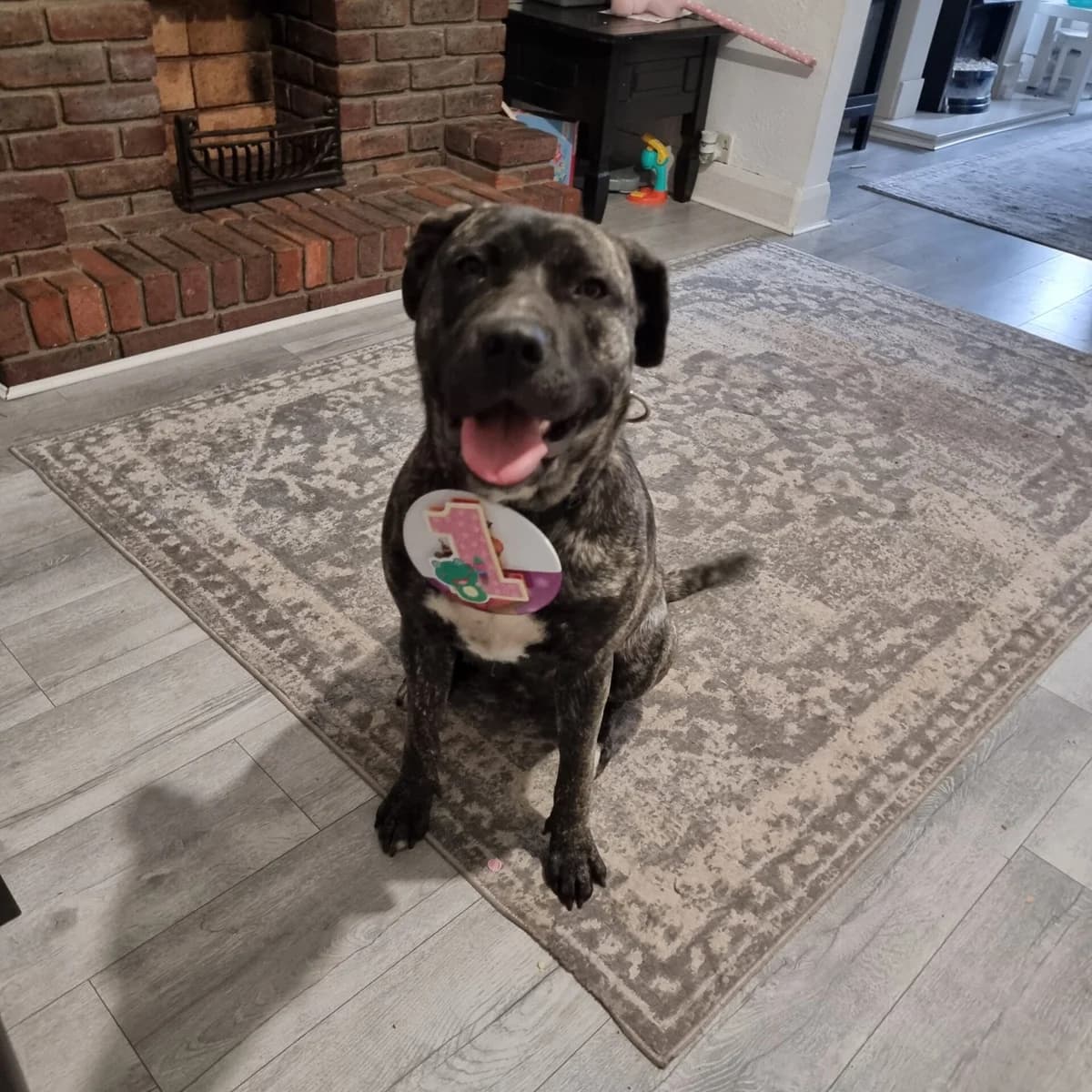 Nova, female young Cane Corso for adoption at All Dogs Matter, London