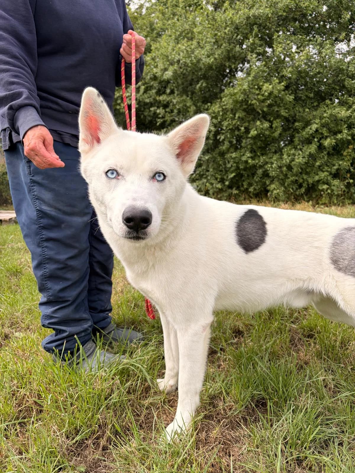 Odin, female 3yo mixed breed for adoption at All Dogs Matter, London
