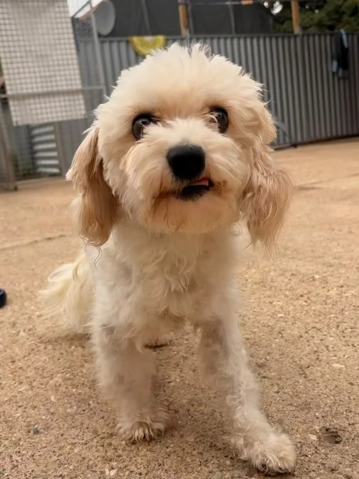 Parker, female Cavapoo for adoption at All Dogs Matter, London