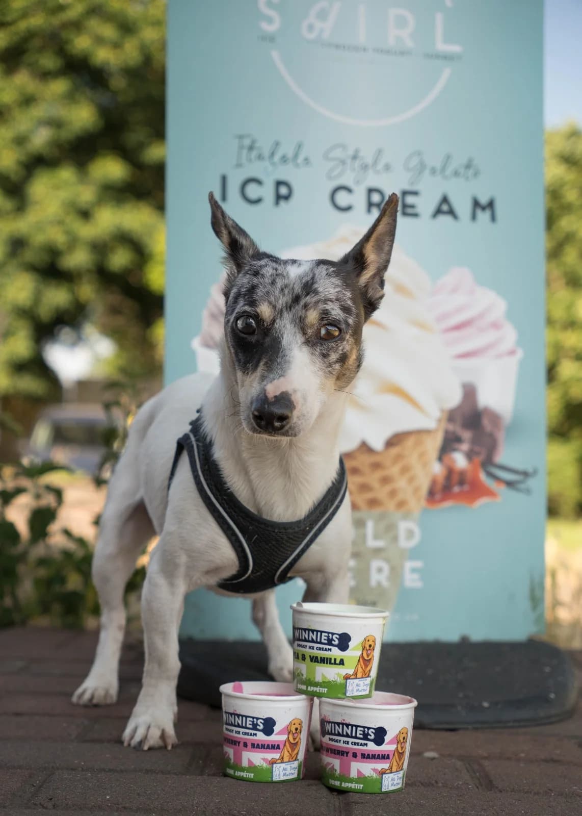 Pedro, female 3yo Jack Russell Terrier for adoption at All Dogs Matter, London
