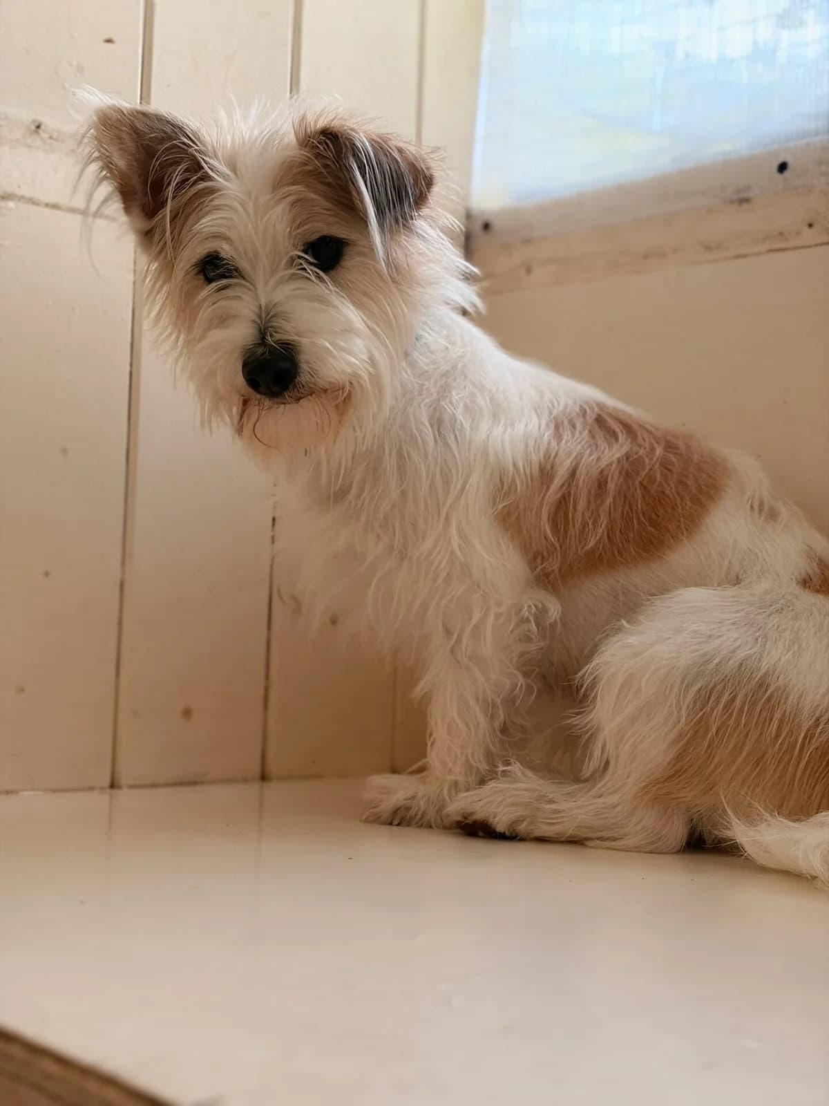 Peggy, female young mixed breed for adoption at All Dogs Matter, London