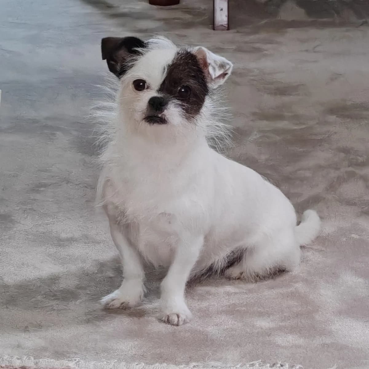 Peppa, female young Chihuahua for adoption at All Dogs Matter, London