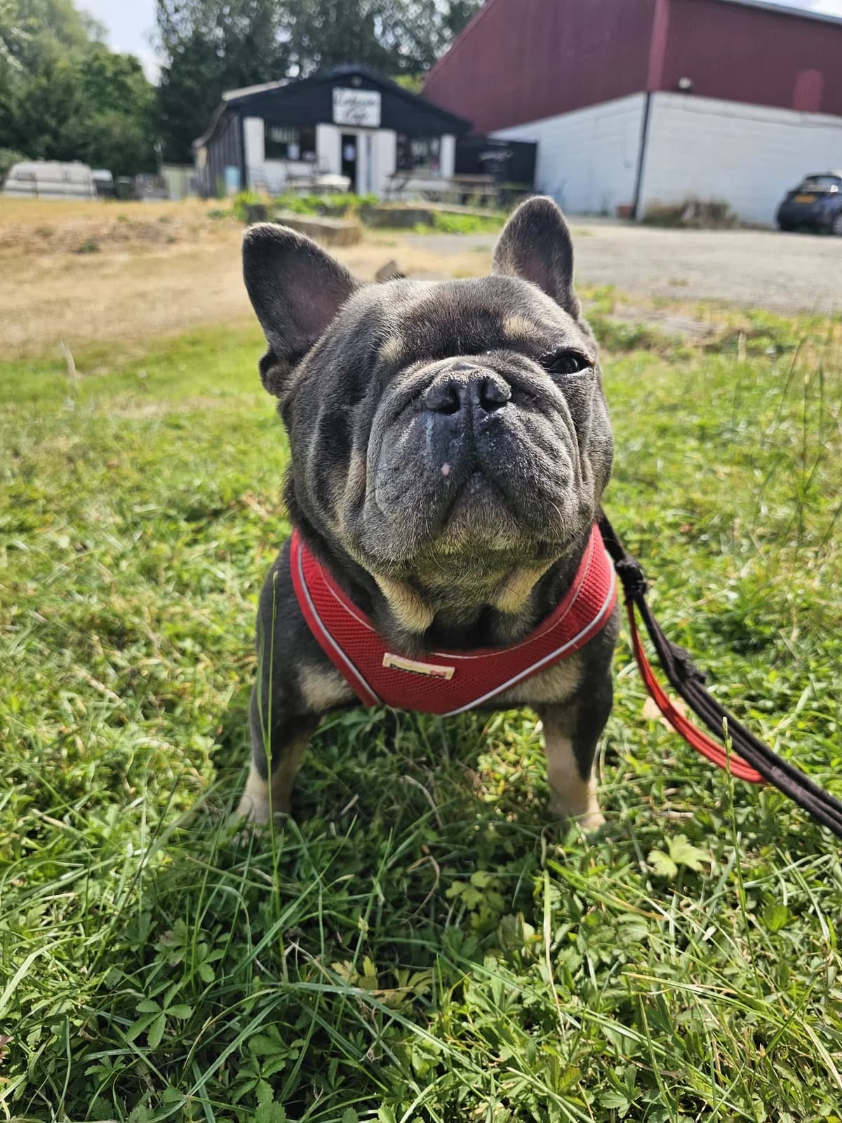 Pete, female 6yo English Bulldog for adoption at All Dogs Matter, London