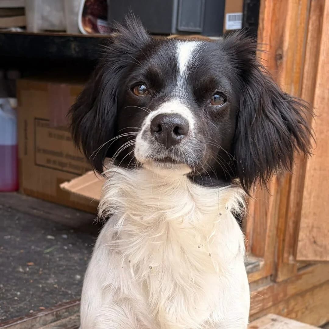 Philly, female young mixed breed for adoption at All Dogs Matter, London