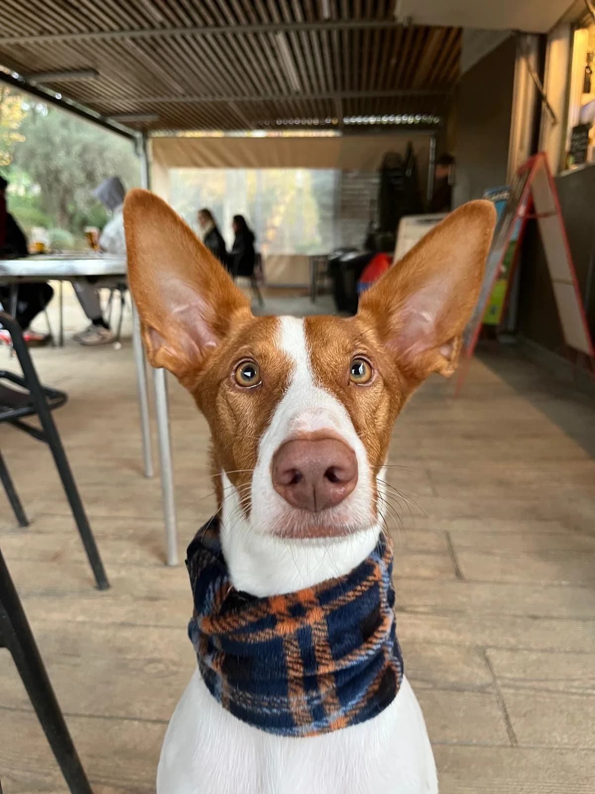 Pincho, female 5yo Podenco for adoption at All Dogs Matter, London