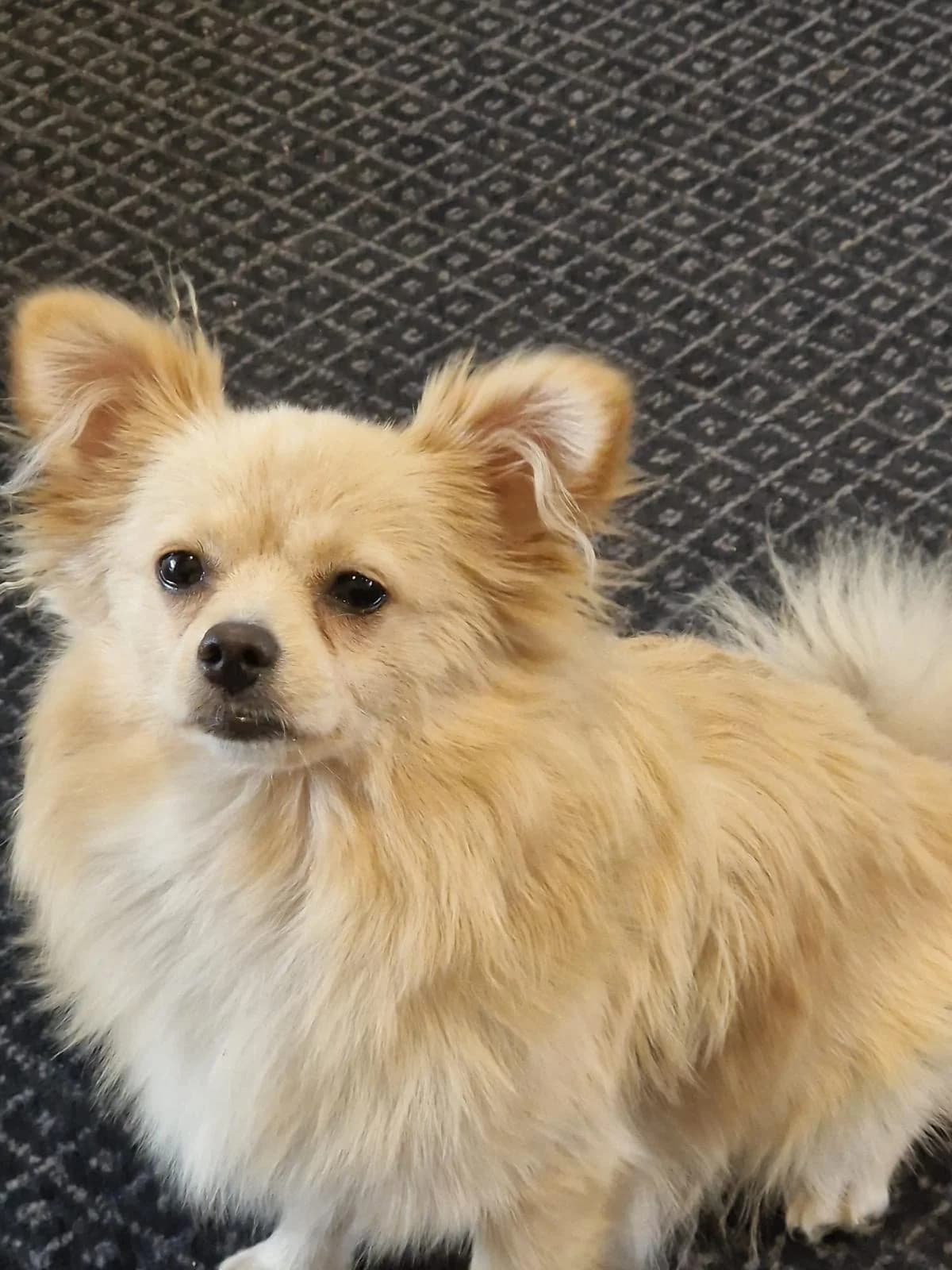 Possum, female young Pomeranian for adoption at All Dogs Matter, London