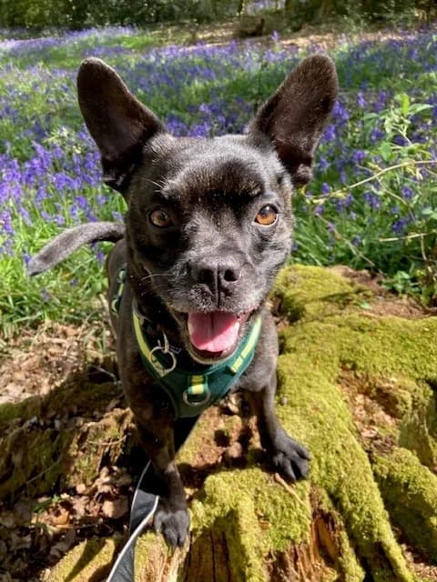 Radley, female 7yo Staffordshire Bull Terrier for adoption at All Dogs Matter, London