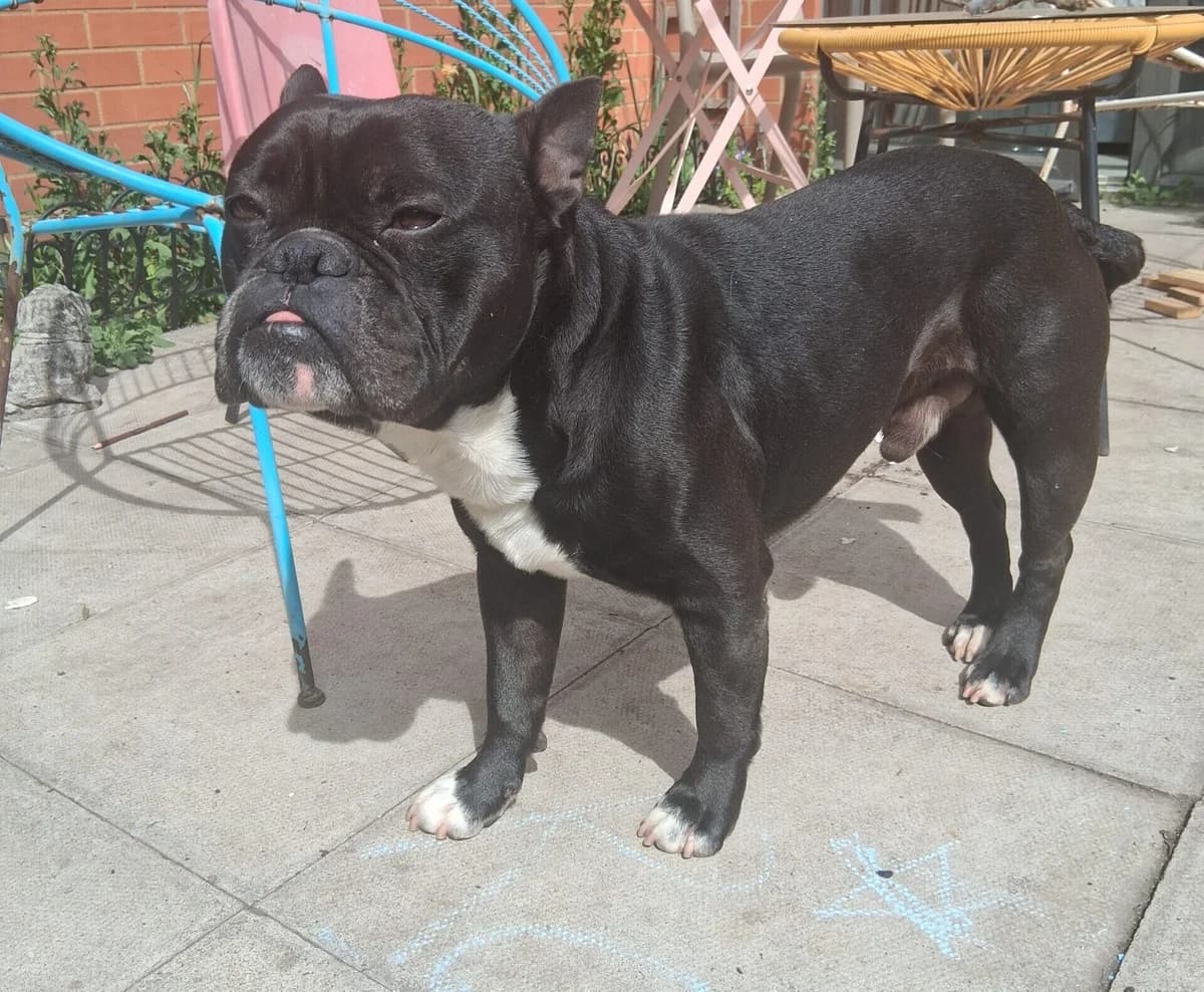 Rex, female 4yo Akita for adoption at All Dogs Matter, London