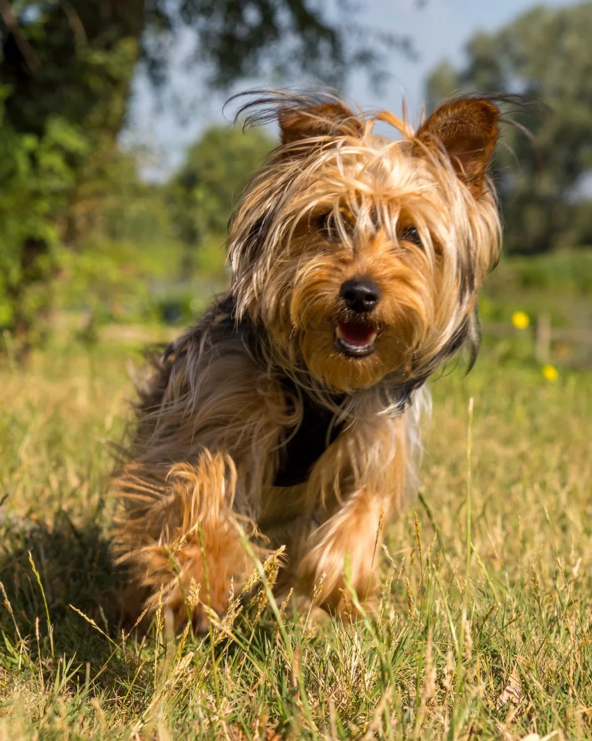 Rockette, Yorkshire Terrier (All Dogs Matter)