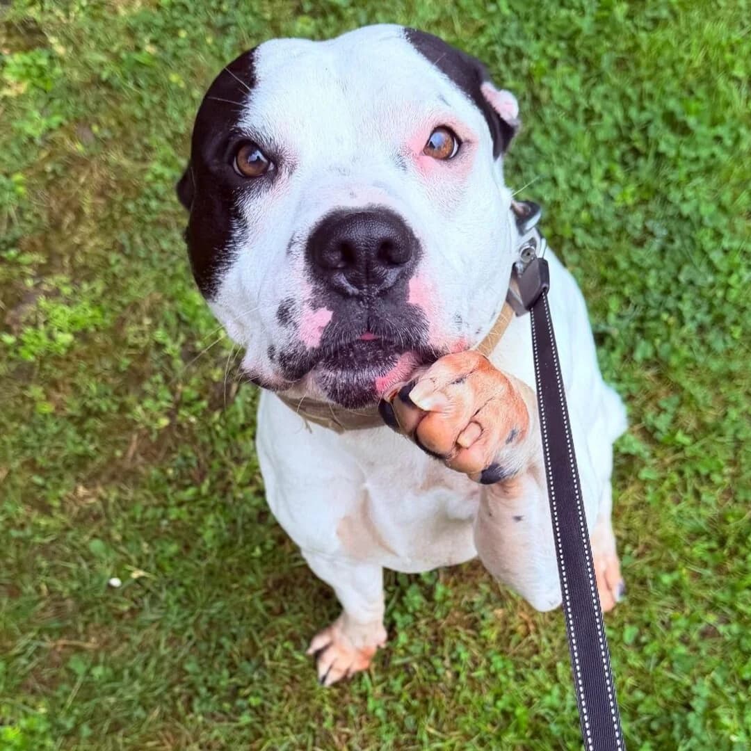 Roly, female 3yo Staffordshire Bull Terrier for adoption at All Dogs Matter, London