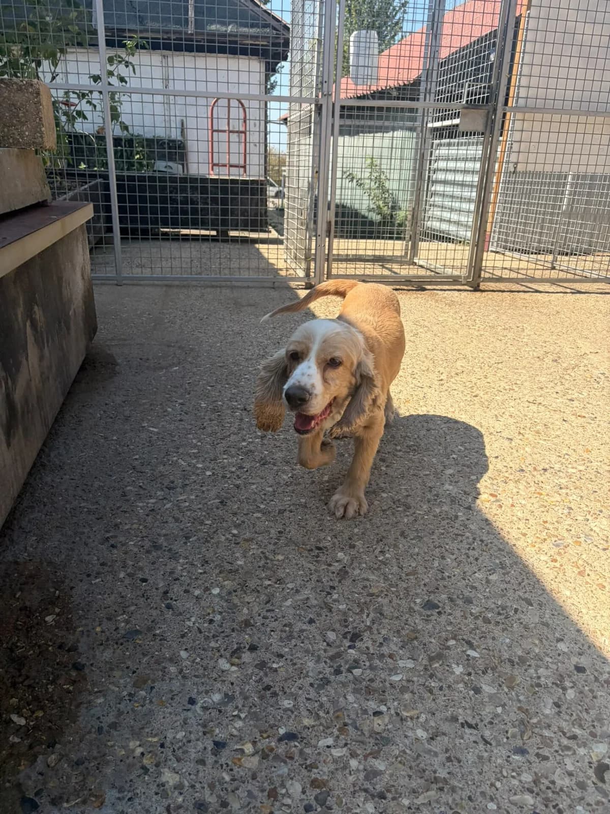 Safi, female 3yo mixed breed for adoption at All Dogs Matter, London