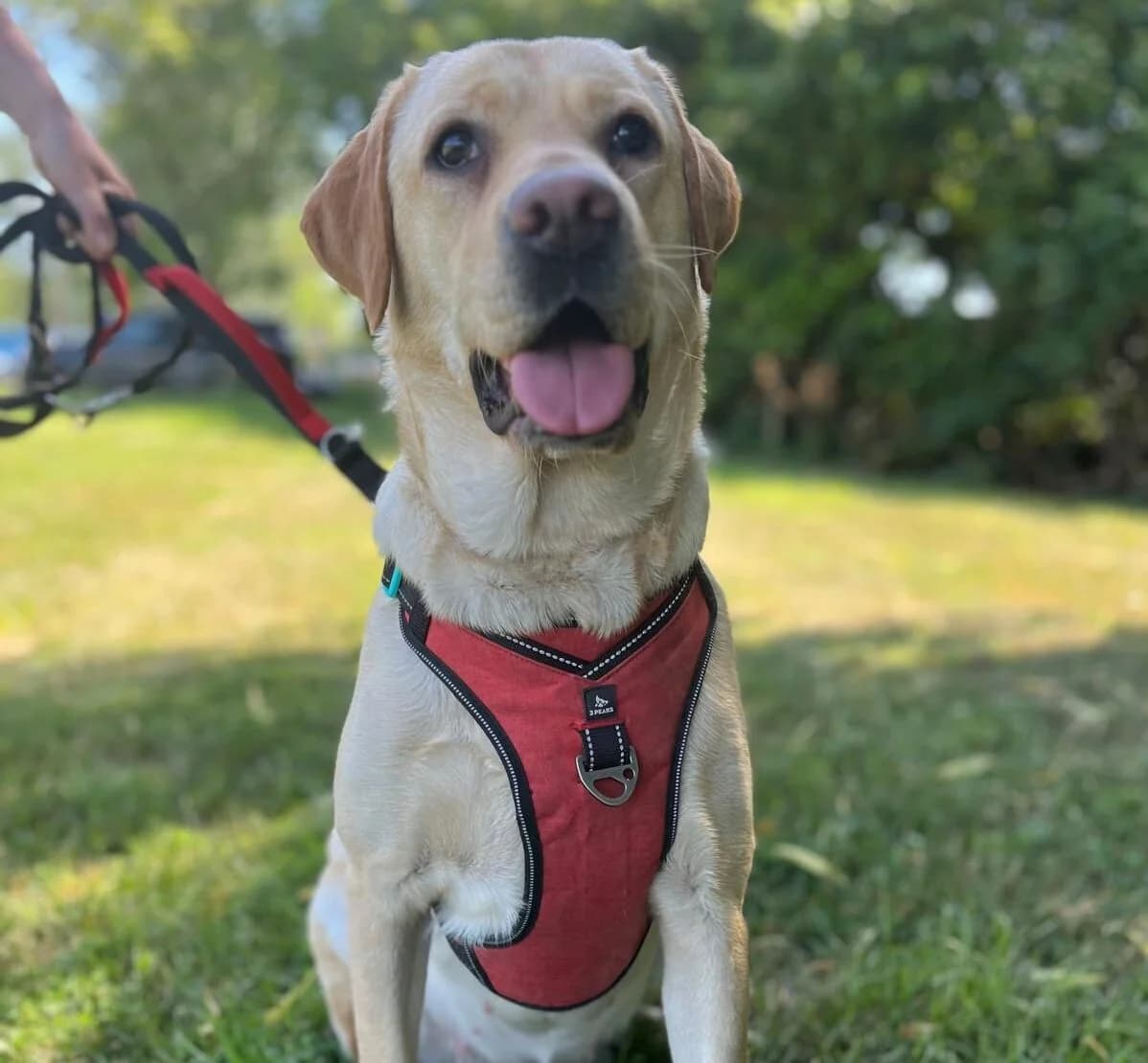 Sarah, female 3yo Labrador Retriever for adoption at All Dogs Matter, London