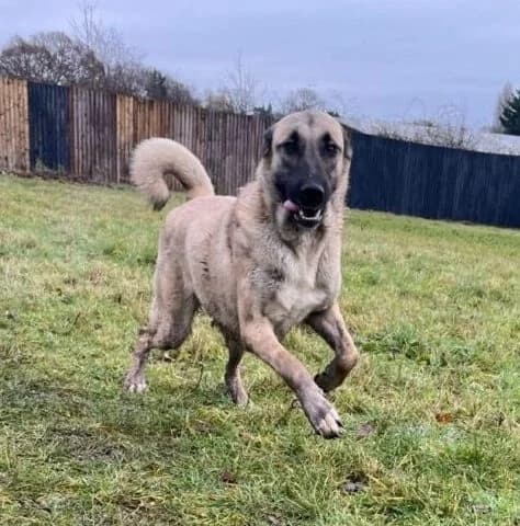Sasha, female 5yo Kangal for adoption at All Dogs Matter, London
