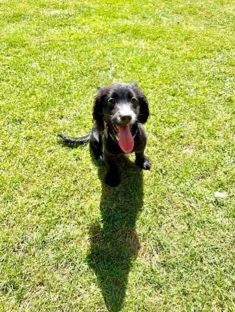 Stellar, female 4yo mixed breed for adoption at All Dogs Matter, London