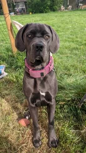 Suzy, Mastiff (All Dogs Matter)