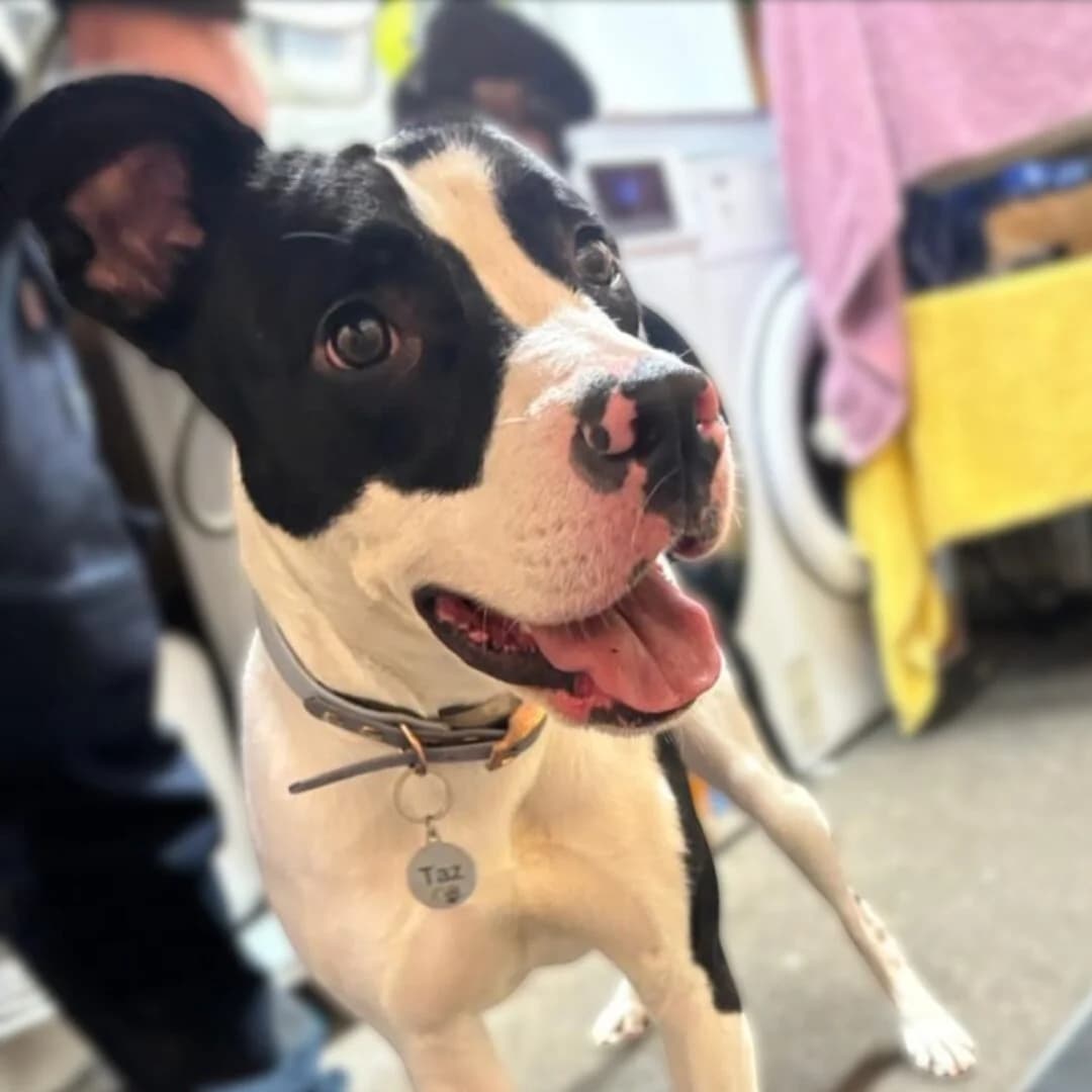 Taz, female young Staffordshire Bull Terrier for adoption at All Dogs Matter, London