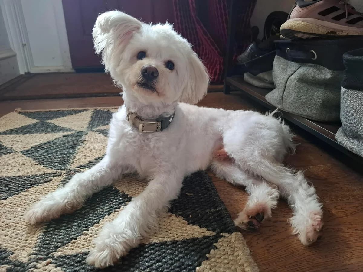 Teddy,  (All Dogs Matter)