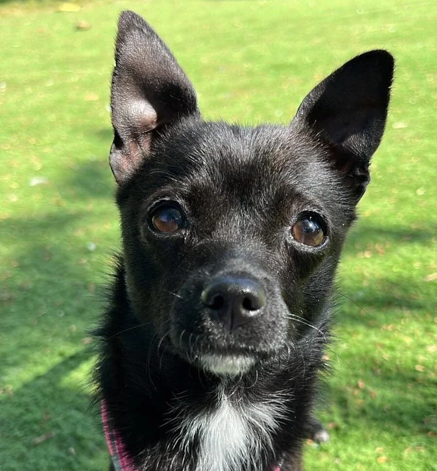 Tessa, female young Chihuahua for adoption at All Dogs Matter, London
