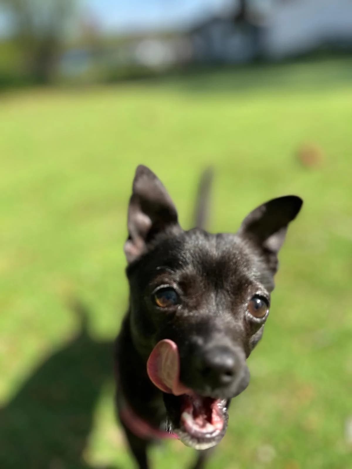 Tessa, female Chihuahua for adoption at All Dogs Matter, London — photo 2 of 4