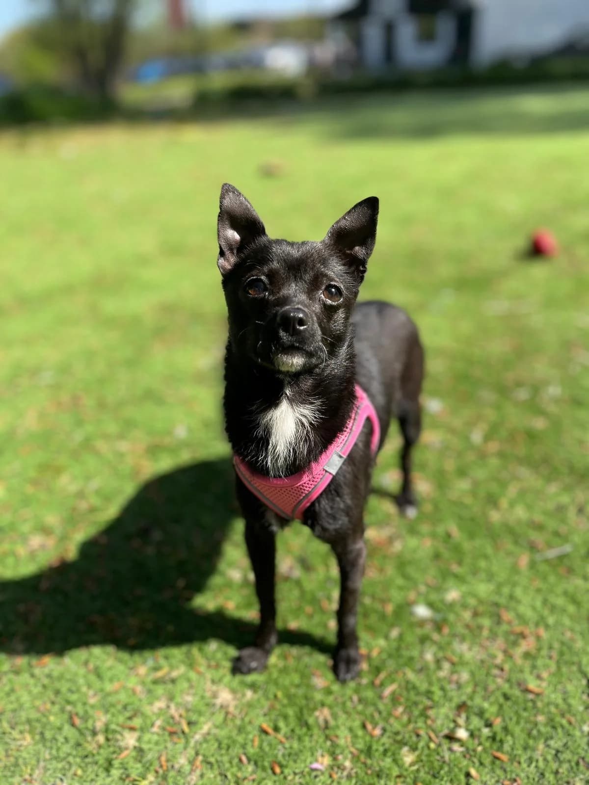 Tessa, female Chihuahua for adoption at All Dogs Matter, London — photo 3 of 4