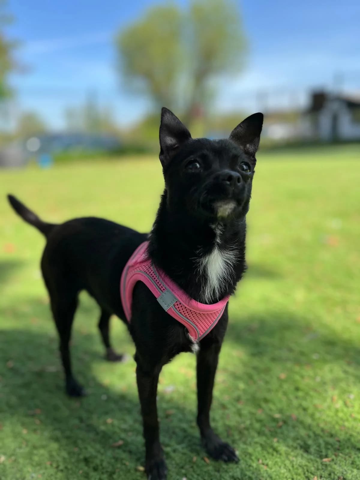 Tessa, female Chihuahua for adoption at All Dogs Matter, London — photo 4 of 4