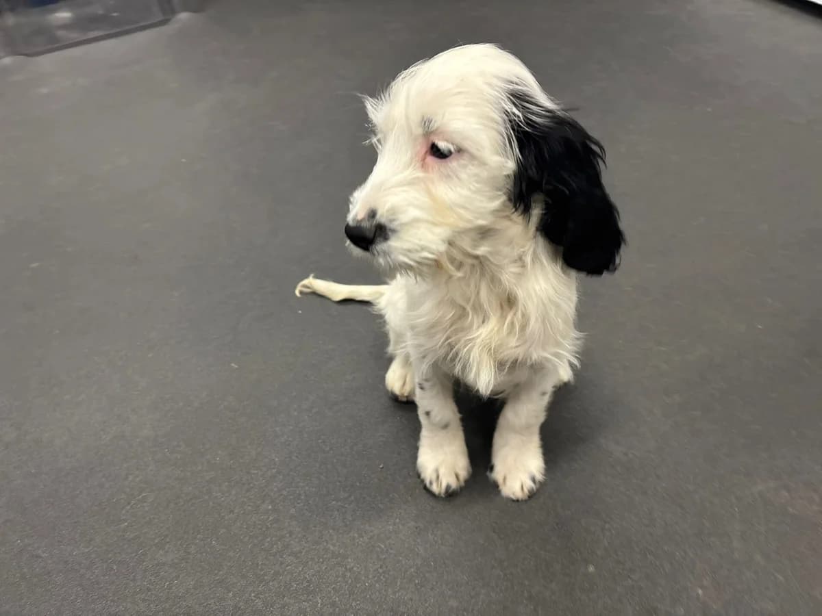 Tiana, female young mixed breed for adoption at All Dogs Matter, London