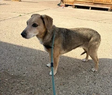 Tiny, female 6yo Jack Russell Terrier for adoption at All Dogs Matter, London
