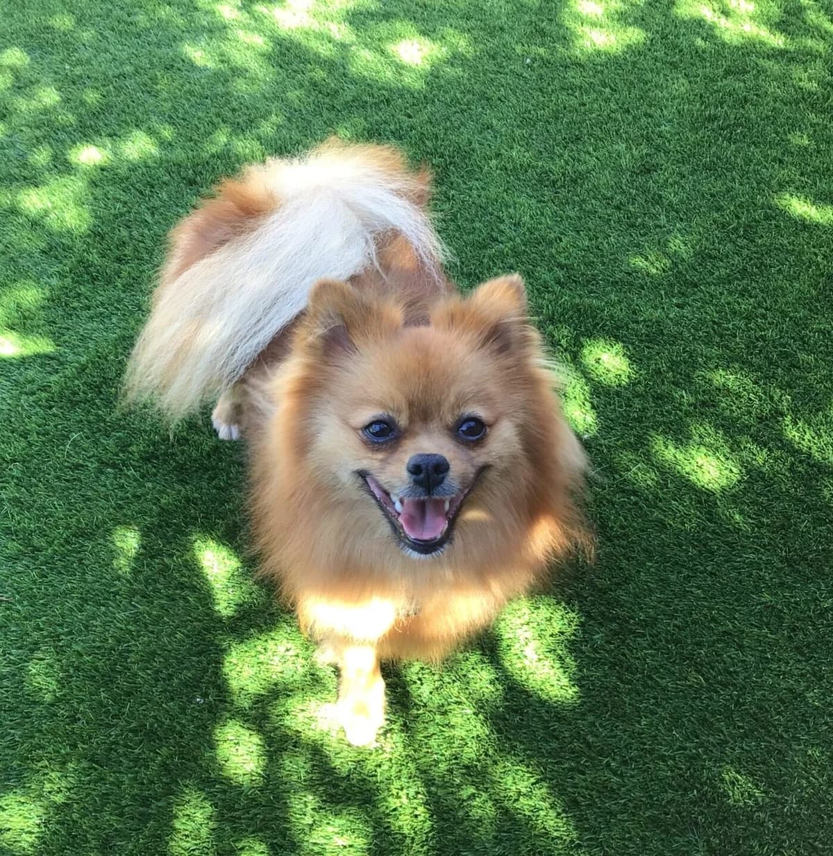 Toby, female 4yo Pomeranian for adoption at All Dogs Matter, London