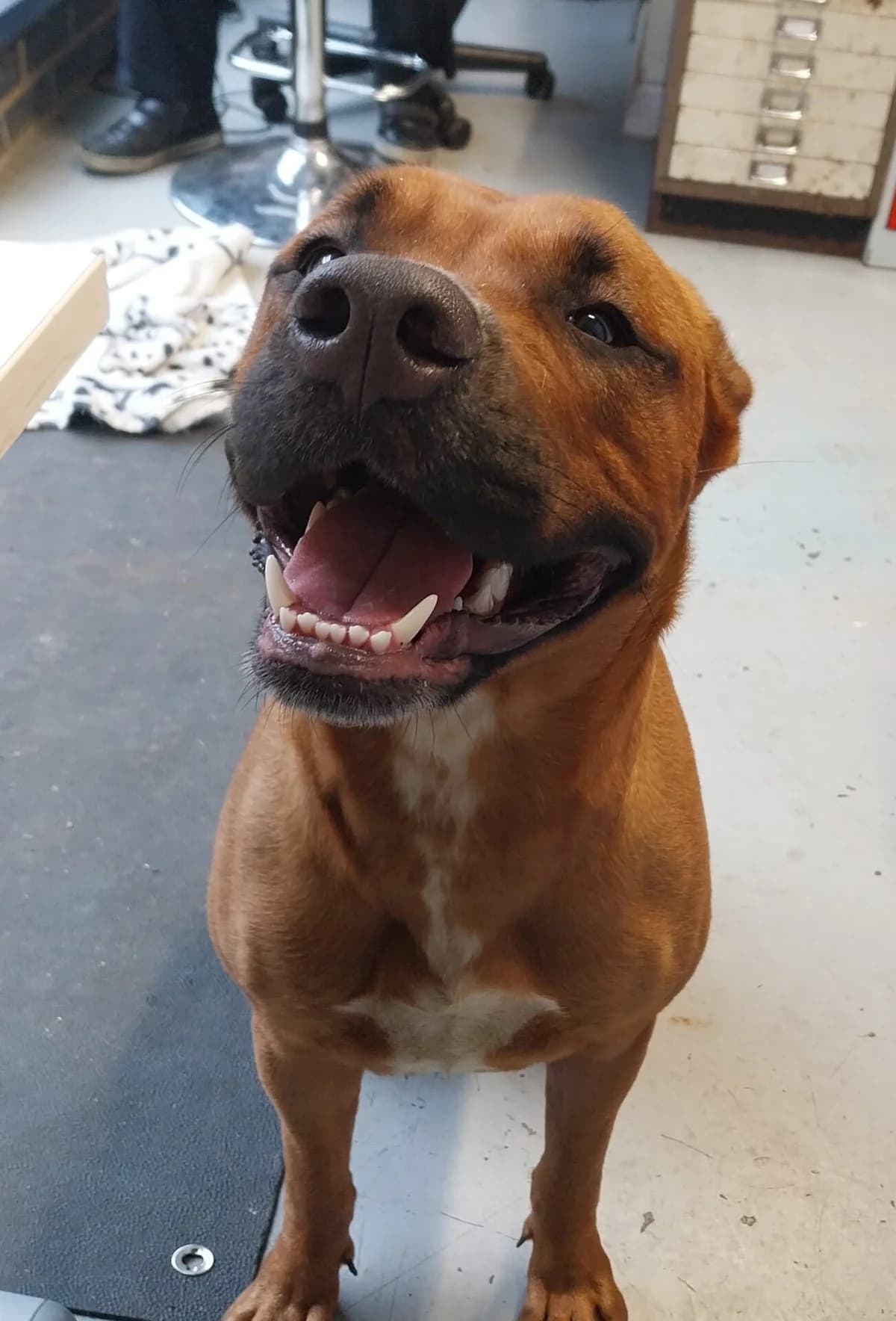 Treacle, female senior Rhodesian Ridgeback for adoption at All Dogs Matter, London