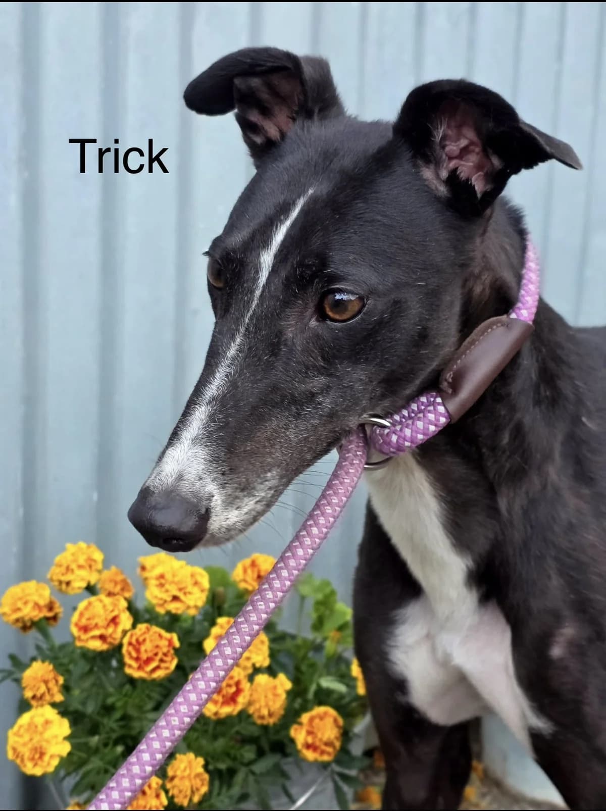 Trick, female 3yo Greyhound for adoption at All Dogs Matter, London