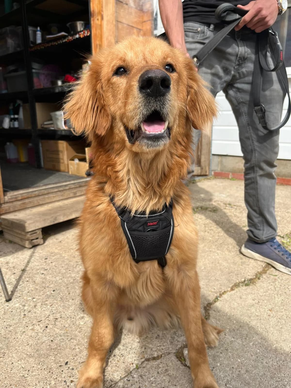 Valko, female 3yo Golden Retriever for adoption at All Dogs Matter, London