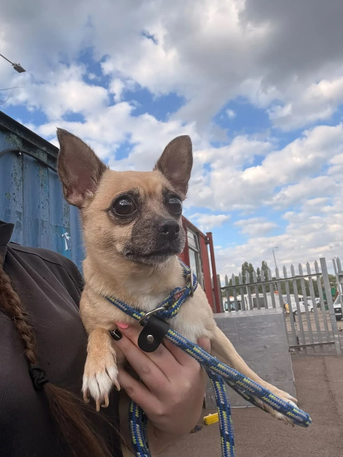 Verity, female 6yo Chihuahua for adoption at All Dogs Matter, London