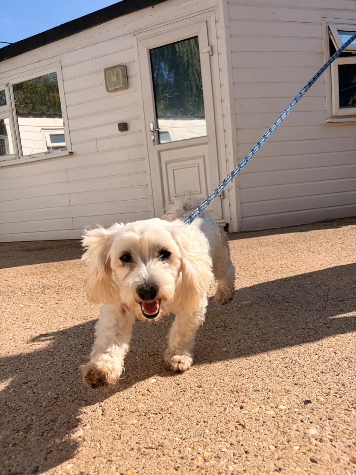 Walter, female 4yo Maltese for adoption at All Dogs Matter, London