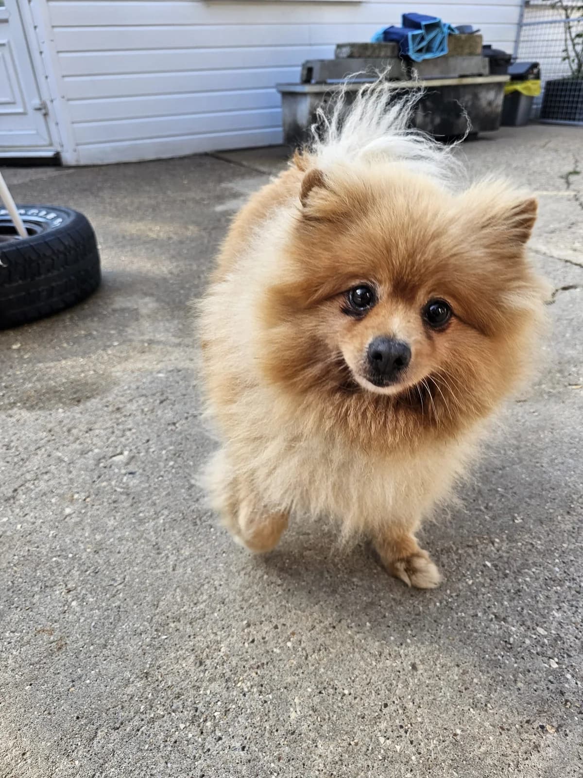 Womble, female senior Pomeranian for adoption at All Dogs Matter, London