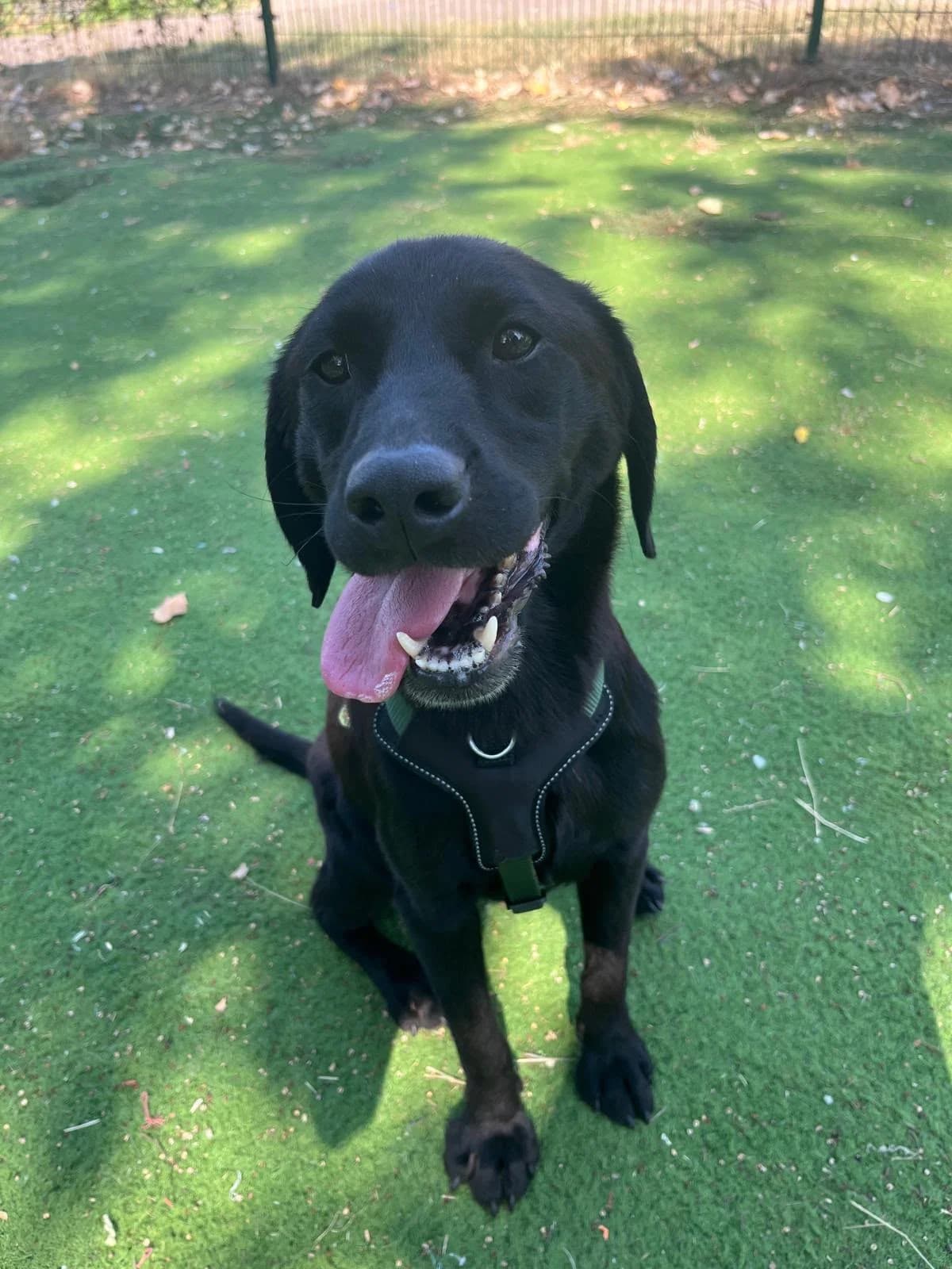 Wren, Labrador Retriever (All Dogs Matter)