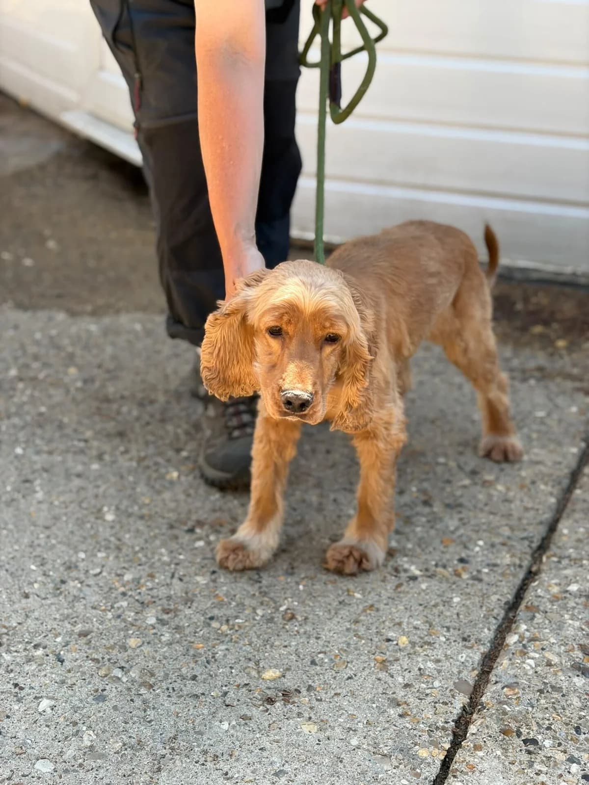 Ziggy, female 4yo mixed breed for adoption at All Dogs Matter, London