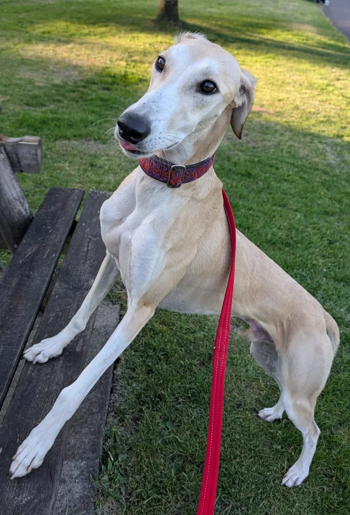 Alfie, male young Lurcher for adoption at Angels for Animals Foundation