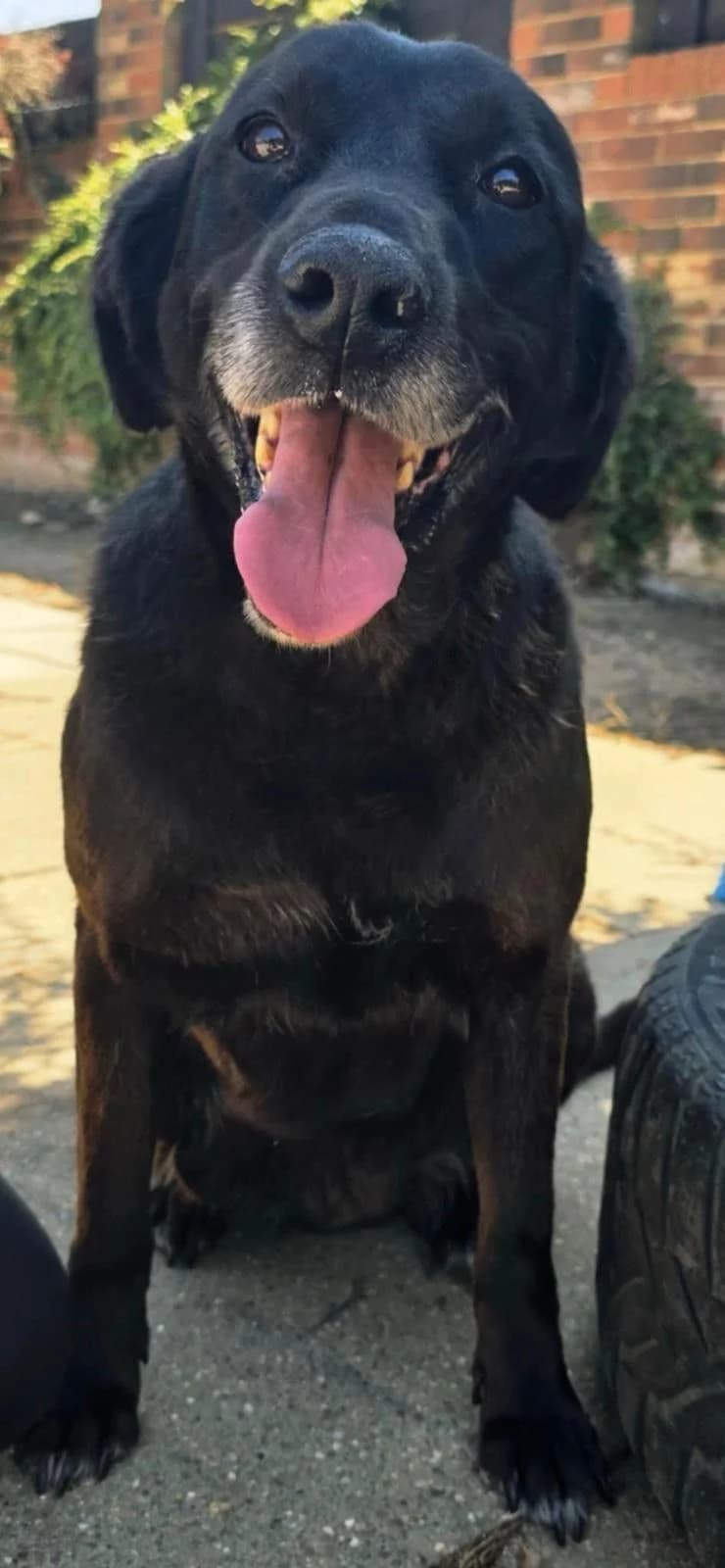 Angel, Labrador Retriever (Angels for Animals Foundation)