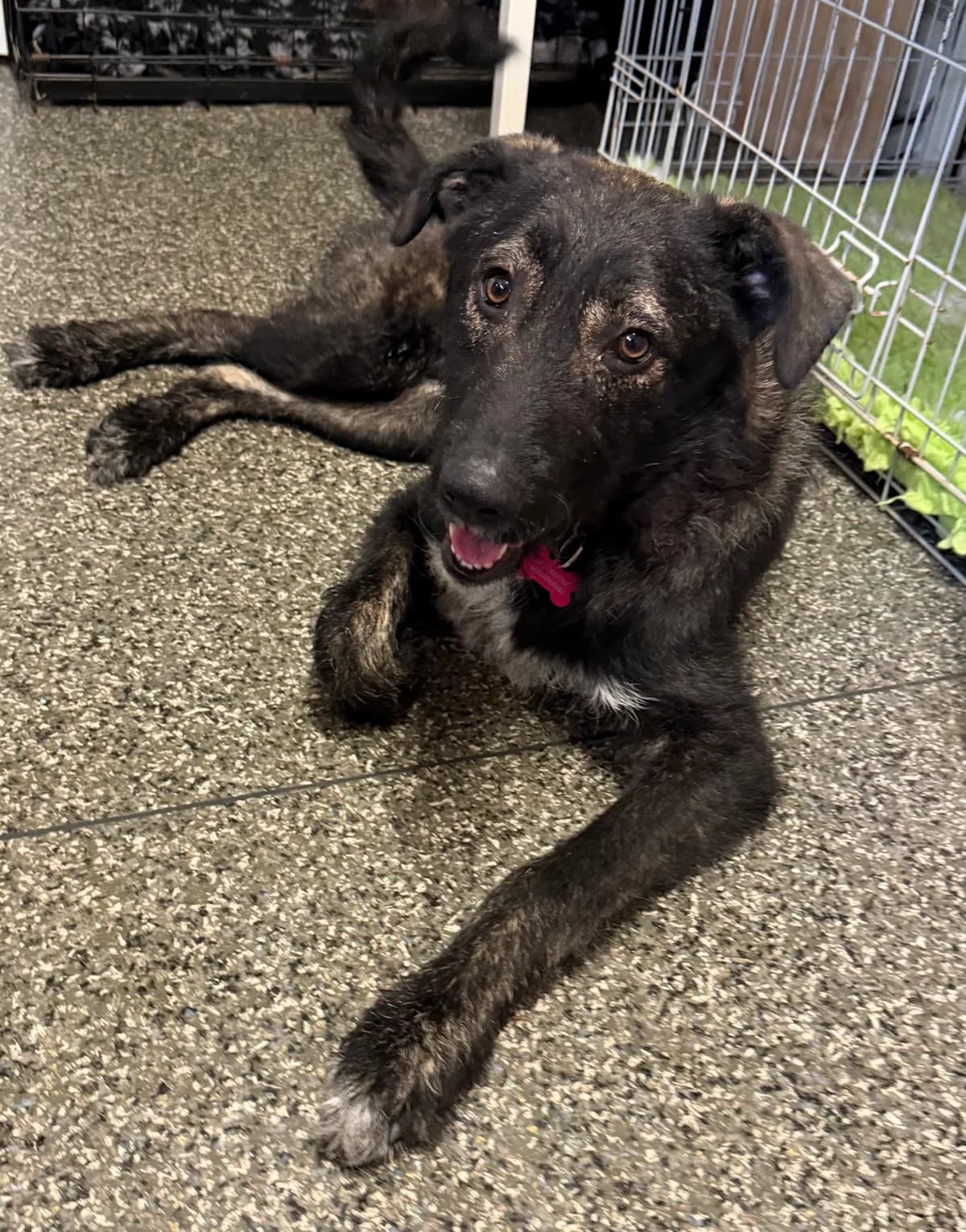 Annie, female puppy mixed breed for adoption at Angels 4 Dogs Rescue