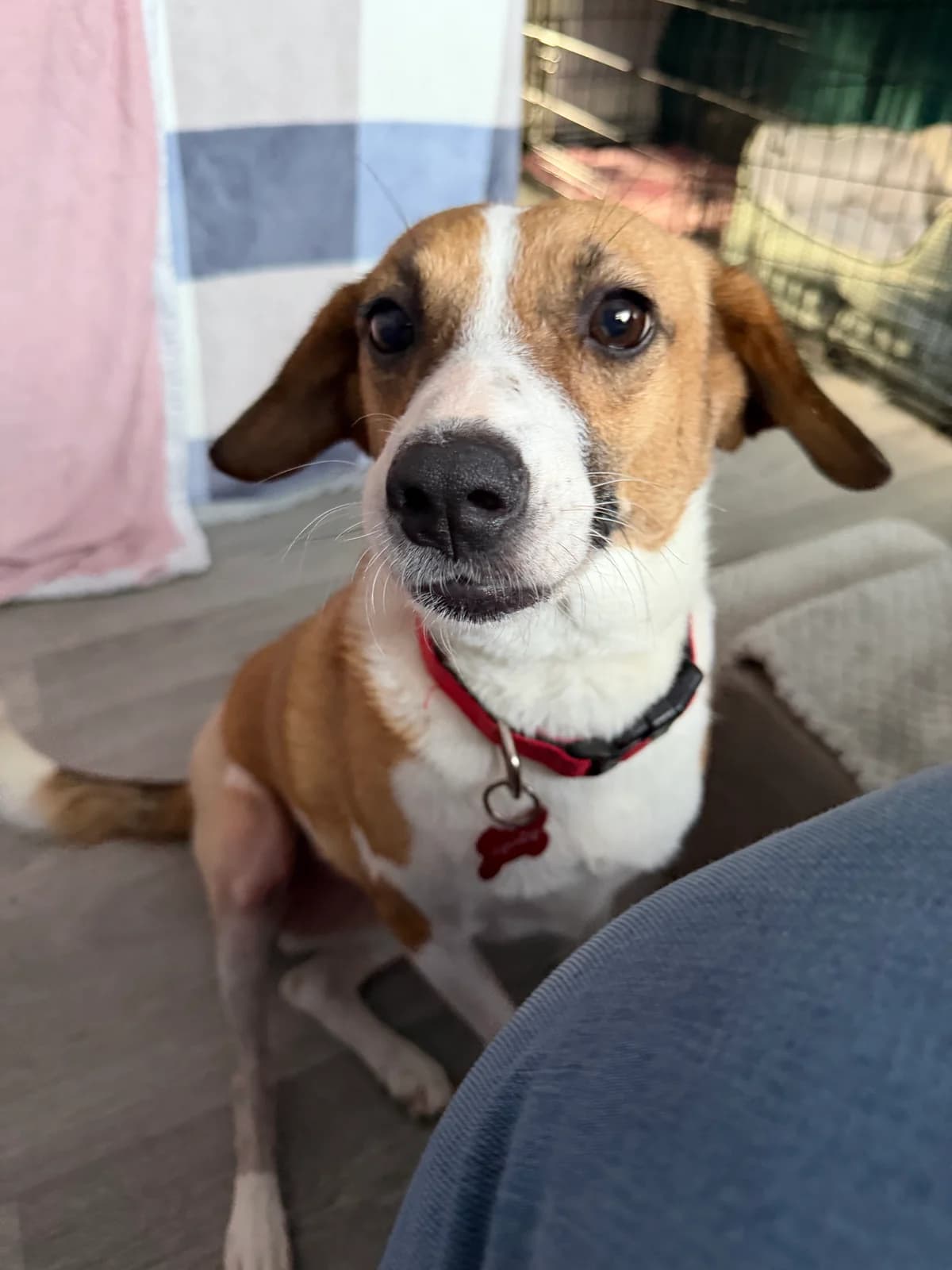 Betty, female 6yo mixed breed for adoption at Angels 4 Dogs Rescue