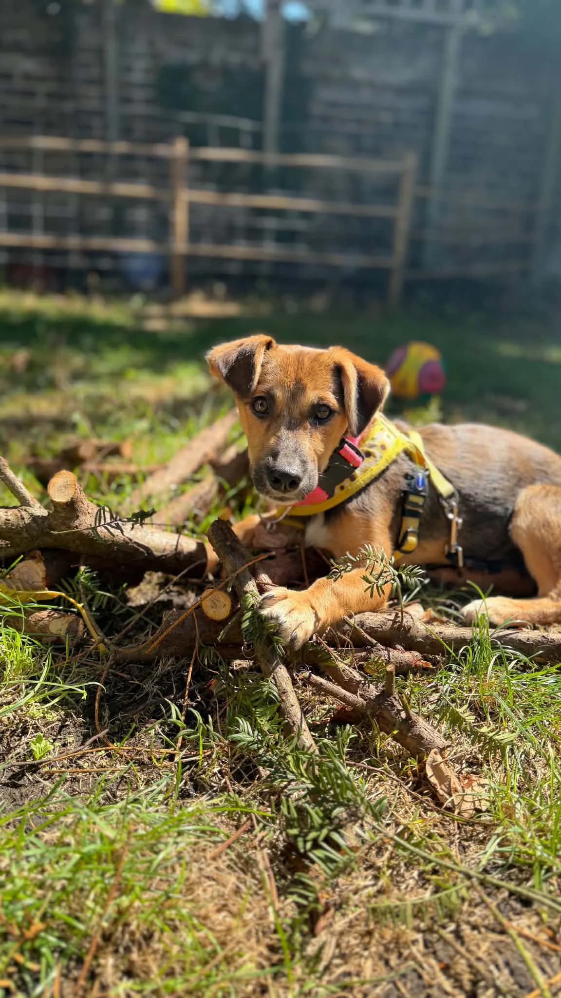 Bubbles, male puppy mixed breed for adoption at Angels 4 Dogs Rescue