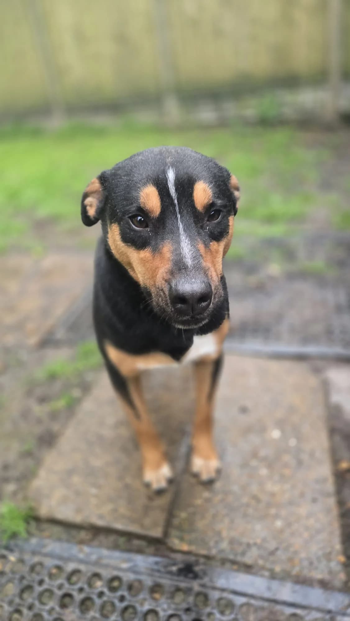 Cyril, male young mixed breed for adoption at Angels 4 Dogs Rescue