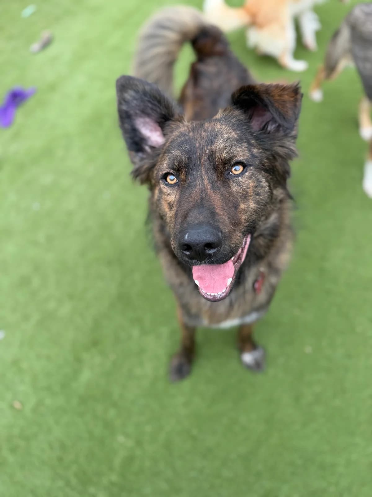 Floyd, male young mixed breed for adoption at Angels 4 Dogs Rescue