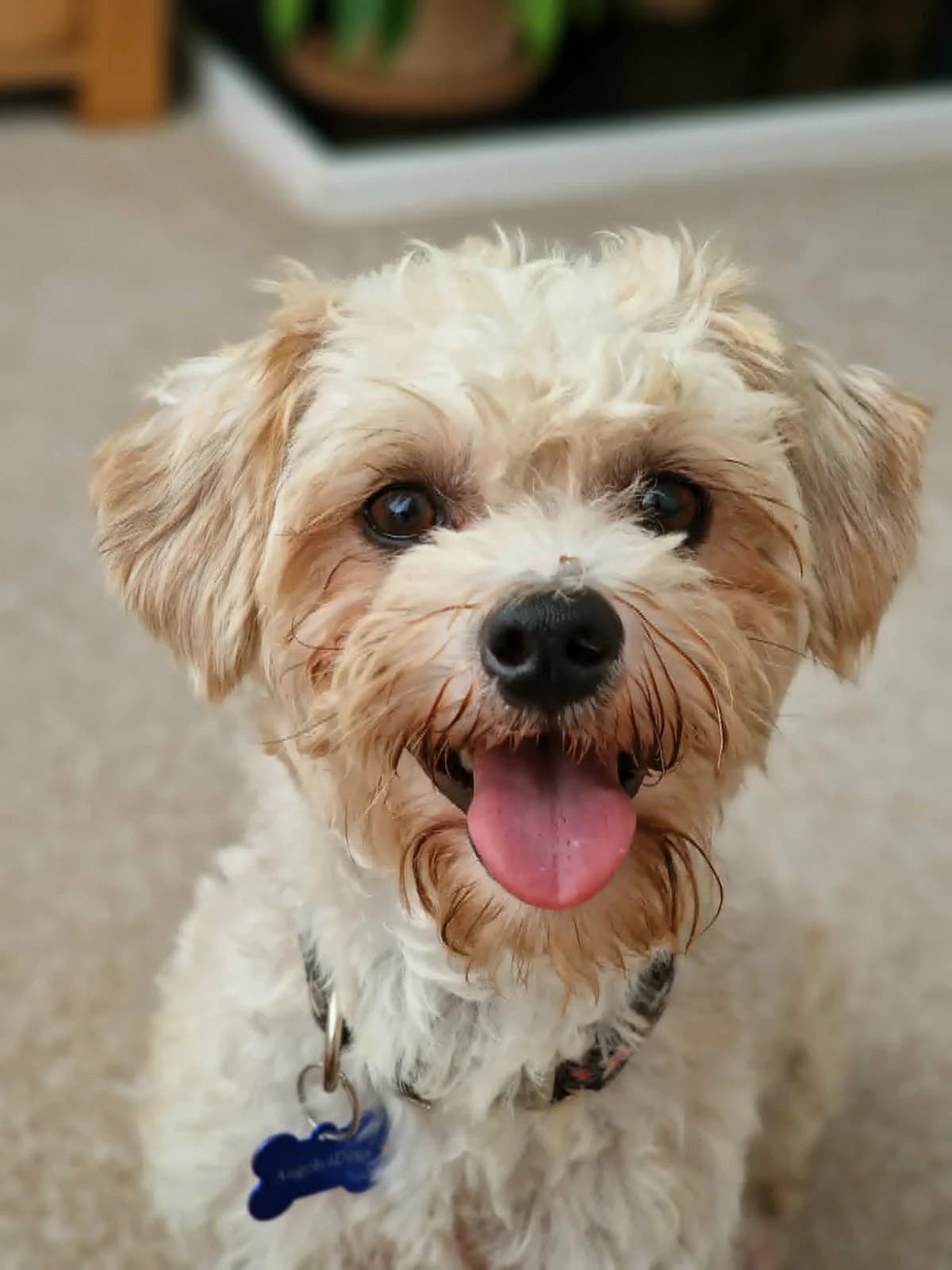 Jackson, male Mixed Breed for adoption at Angels 4 Dogs Rescue